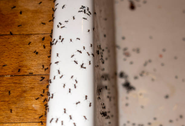 Best Exterminator Services  in Bradford, PA