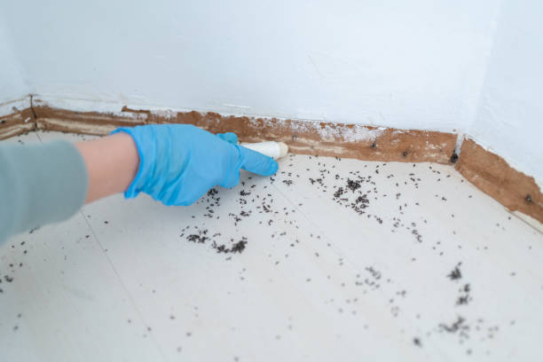 Reliable Bradford, PA Pest Control Solutions
